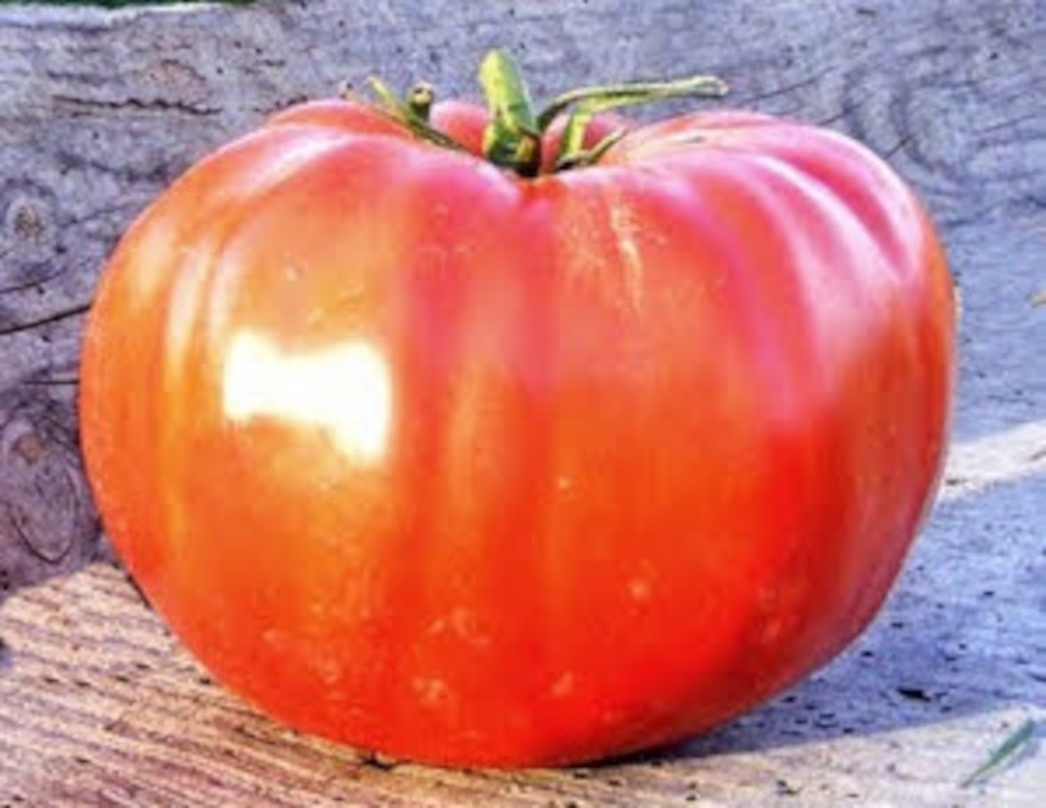 Tomate Sainte Lucie Mille Vari T S Anciennes